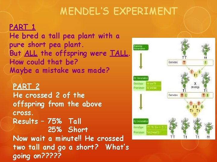 MENDEL’S EXPERIMENT PART 1 He bred a tall pea plant with a pure short