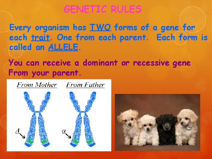 GENETIC RULES Every organism has TWO forms of a gene for each trait. One