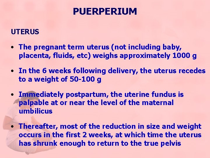 PUERPERIUM UTERUS • The pregnant term uterus (not including baby, placenta, fluids, etc) weighs