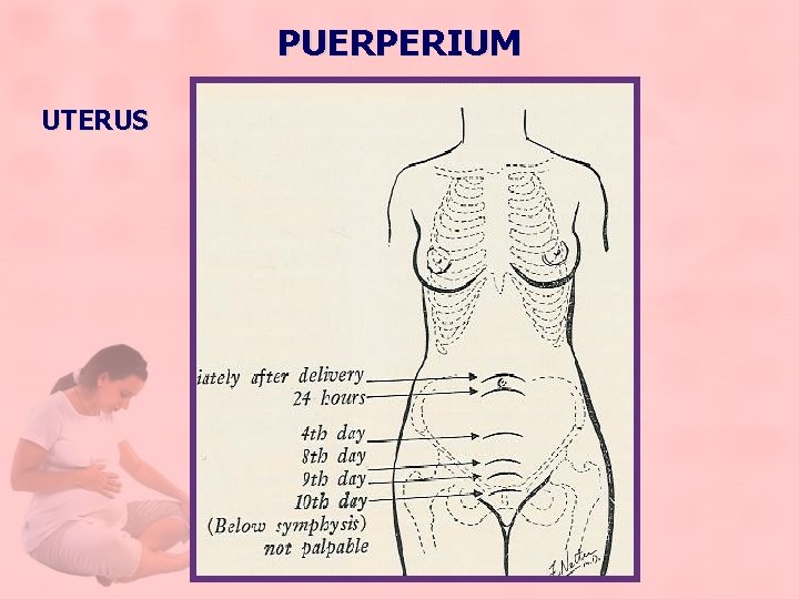 PUERPERIUM UTERUS 