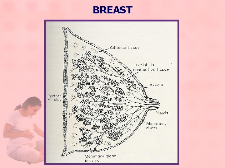 BREAST 