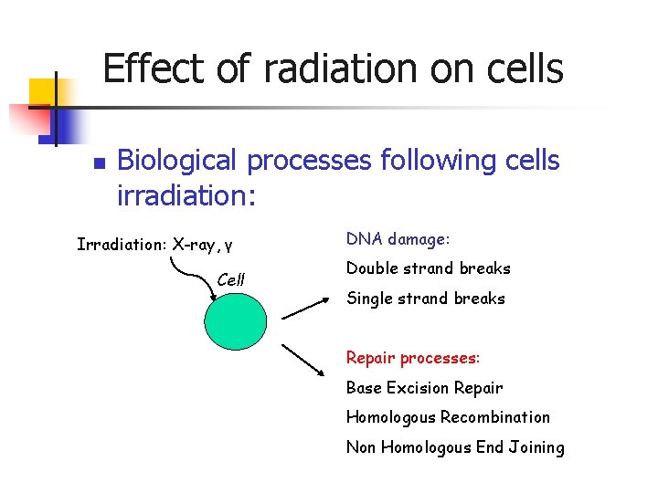 Effect of radiation on cells n Biological processes following cells irradiation: Irradiation: X-ray, γ Effect of radiation on cells n Biological processes following cells irradiation: Irradiation: X-ray, γ