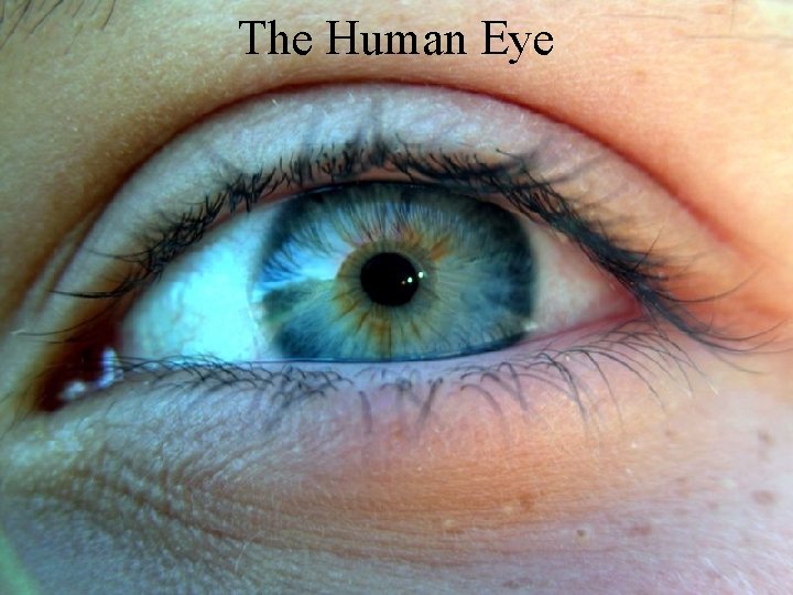 The Human Eye 