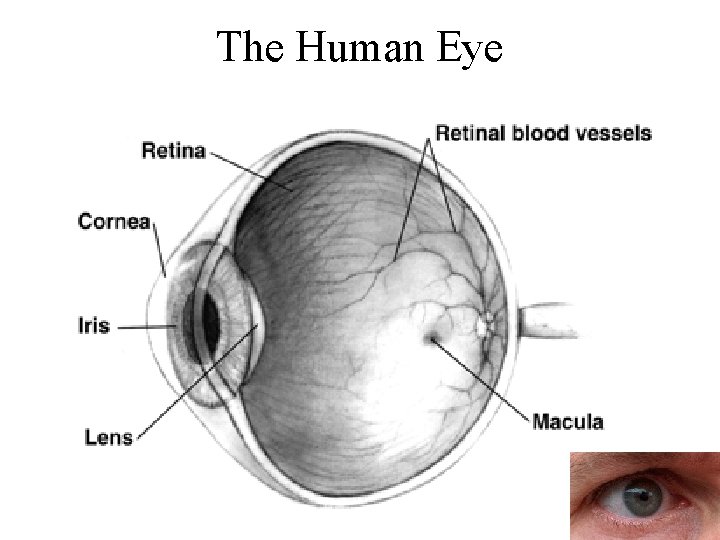 The Human Eye 