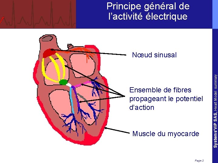 Principe général de l’activité électrique Ensemble de fibres propageant le potentiel d’action Muscle du