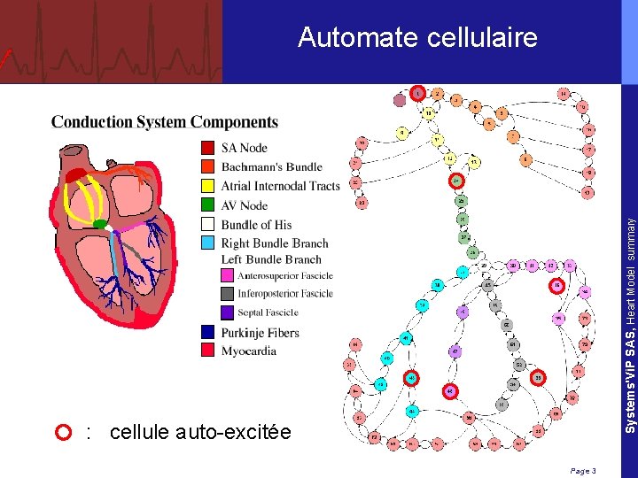 Systems'Vi. P SAS, Heart Model summary Automate cellulaire : cellule auto-excitée Page 3 