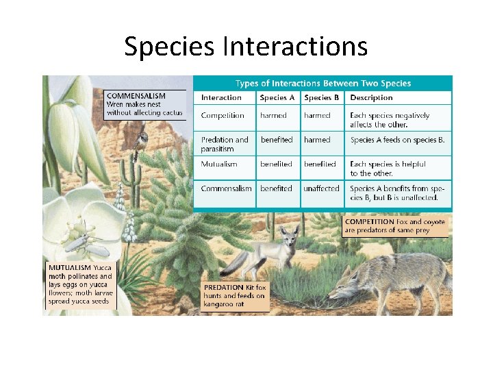 Species Interactions 