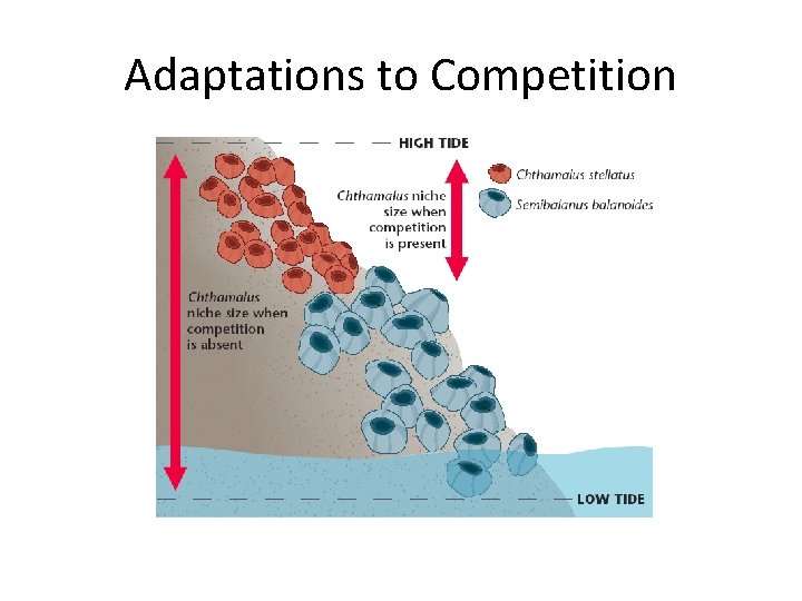 Adaptations to Competition 