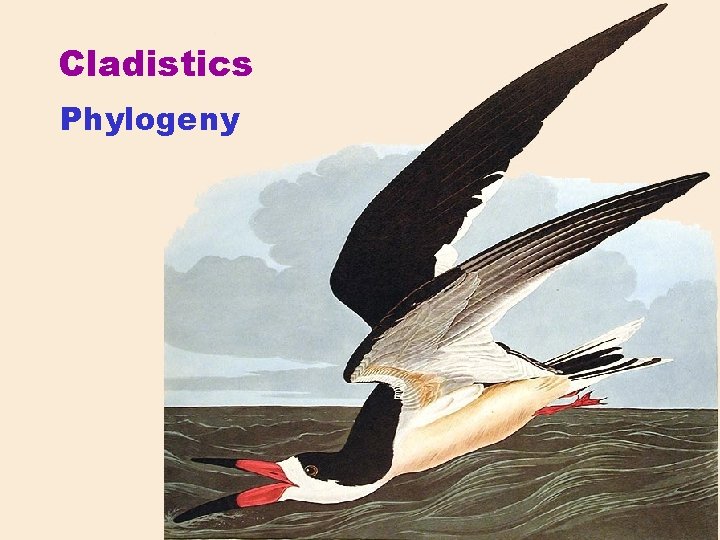 Cladistics Phylogeny 