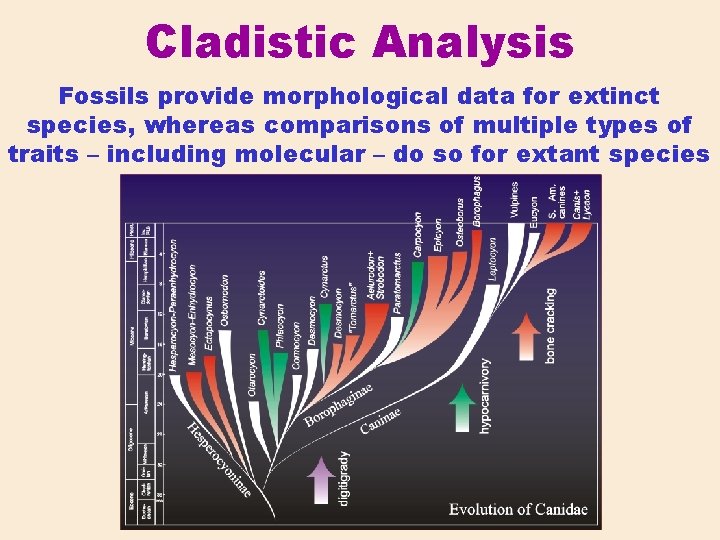 Cladistic Analysis Fossils provide morphological data for extinct species, whereas comparisons of multiple types