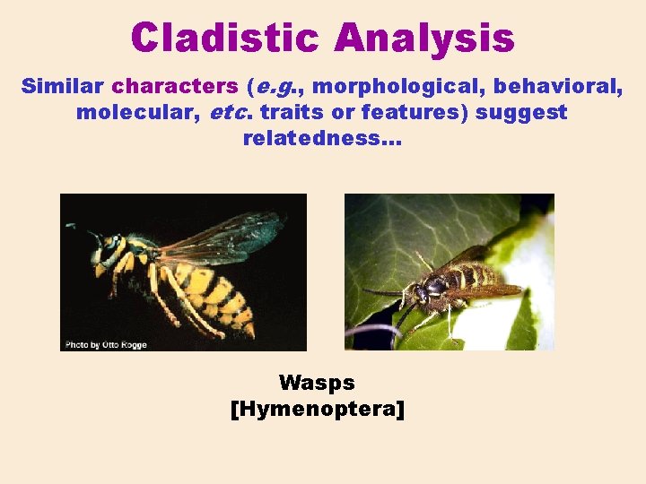Cladistic Analysis Similar characters (e. g. , morphological, behavioral, molecular, etc. traits or features)