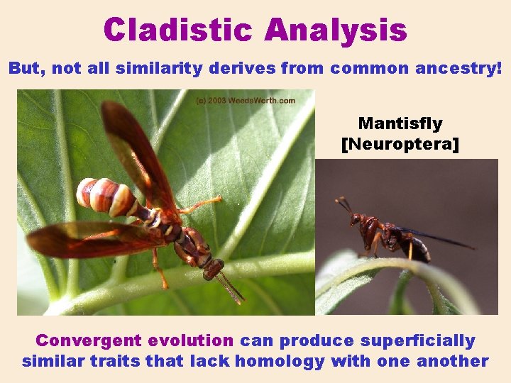 Cladistic Analysis But, not all similarity derives from common ancestry! Mantisfly [Neuroptera] Convergent evolution