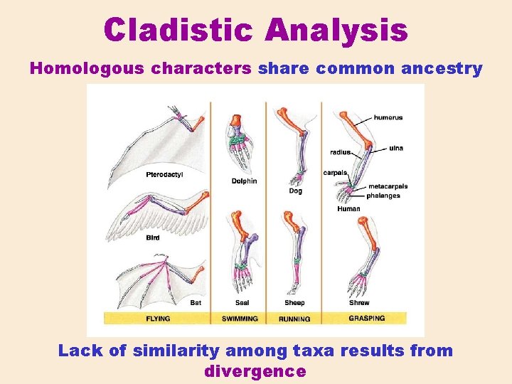 Cladistic Analysis Homologous characters share common ancestry Lack of similarity among taxa results from