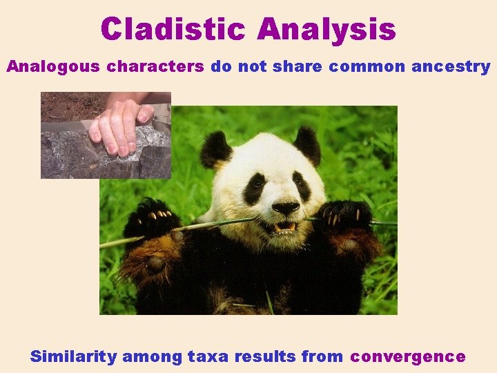 Cladistic Analysis Analogous characters do not share common ancestry Similarity among taxa results from