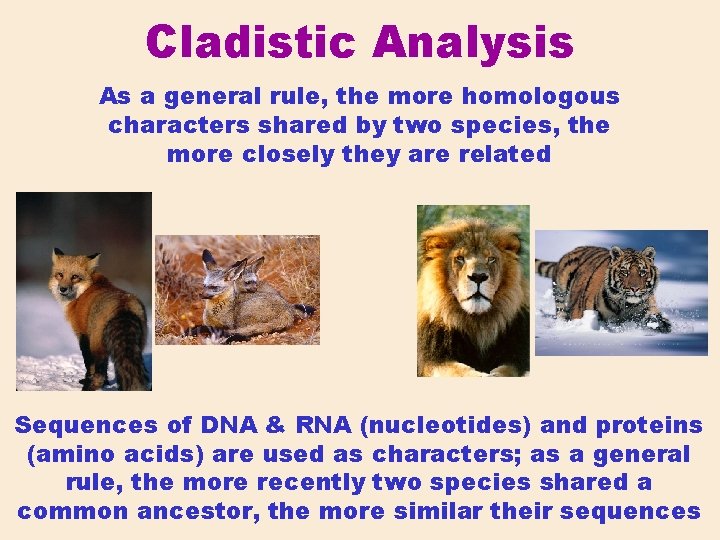 Cladistic Analysis As a general rule, the more homologous characters shared by two species,