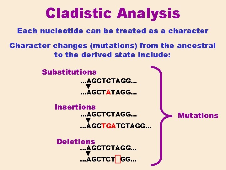 Cladistic Analysis Each nucleotide can be treated as a character Character changes (mutations) from
