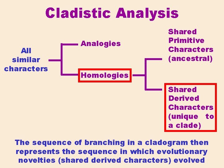 Cladistic Analysis All similar characters Analogies Shared Primitive Characters (ancestral) Homologies Shared Derived Characters