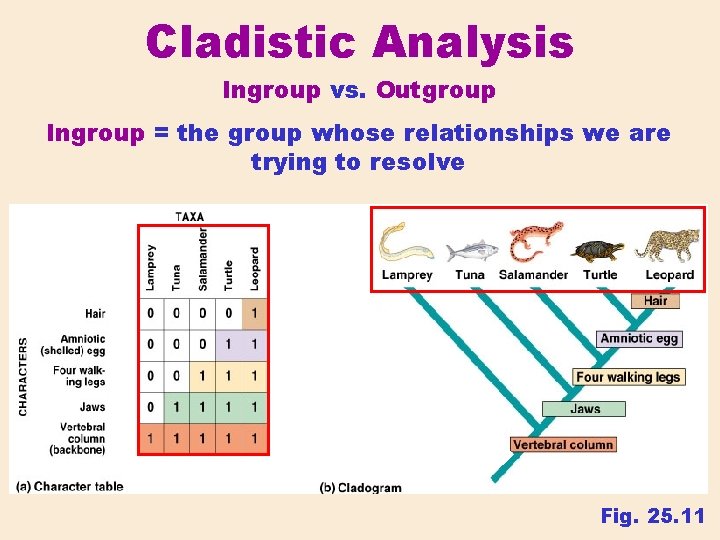 Cladistic Analysis Ingroup vs. Outgroup Ingroup = the group whose relationships we are trying