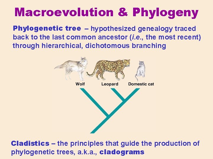 Macroevolution & Phylogeny Phylogenetic tree – hypothesized genealogy traced back to the last common