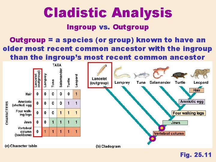 Cladistic Analysis Ingroup vs. Outgroup = a species (or group) known to have an