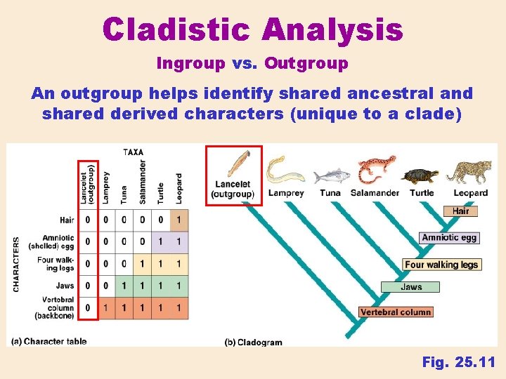 Cladistic Analysis Ingroup vs. Outgroup An outgroup helps identify shared ancestral and shared derived