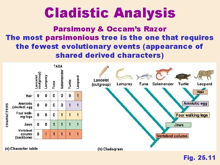 Cladistic Analysis Parsimony & Occam’s Razor The most parsimonious tree is the one that