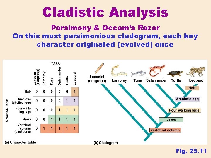 Cladistic Analysis Parsimony & Occam’s Razor On this most parsimonious cladogram, each key character