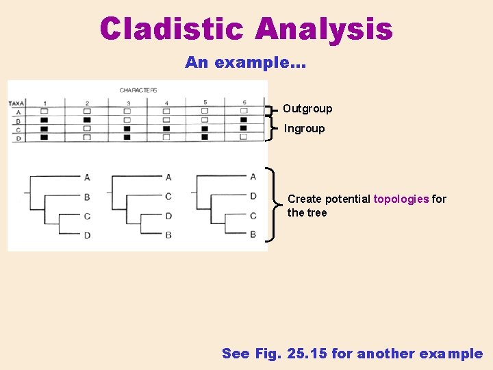 Cladistic Analysis An example… Outgroup Ingroup Create potential topologies for the tree See Fig.