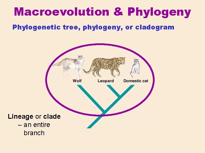 Macroevolution & Phylogeny Phylogenetic tree, phylogeny, or cladogram Lineage or clade – an entire