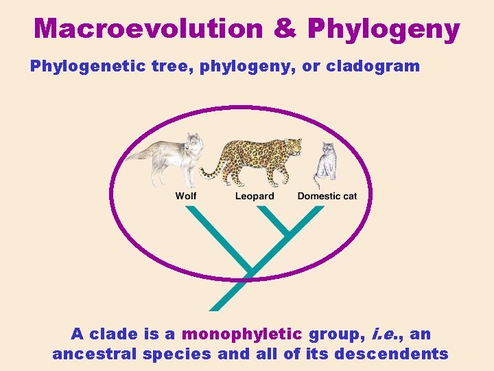 Macroevolution & Phylogeny Phylogenetic tree, phylogeny, or cladogram A clade is a monophyletic group,