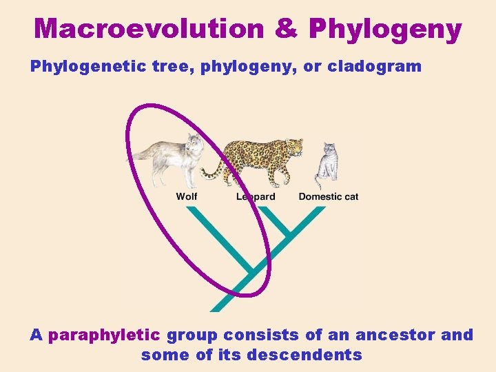 Macroevolution & Phylogeny Phylogenetic tree, phylogeny, or cladogram A paraphyletic group consists of an