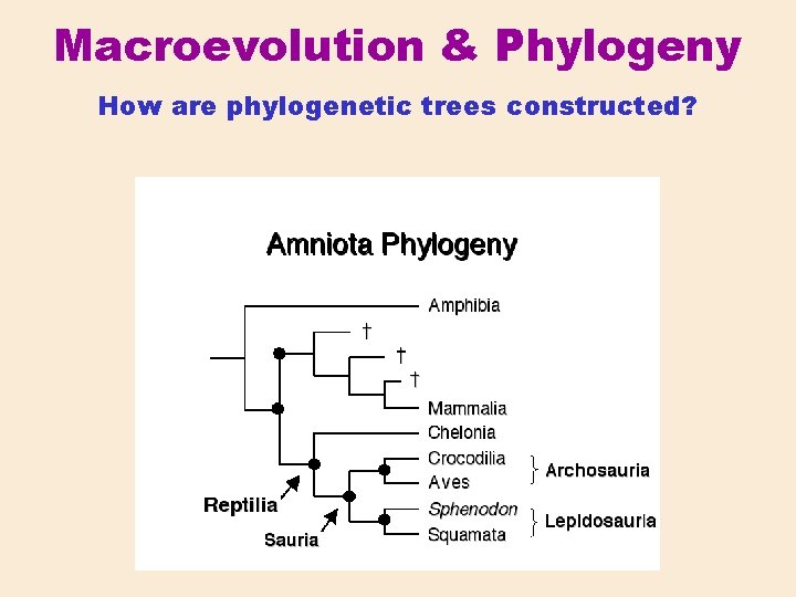 Macroevolution & Phylogeny How are phylogenetic trees constructed? 