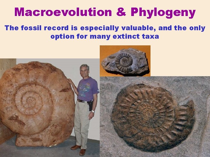 Macroevolution & Phylogeny The fossil record is especially valuable, and the only option for