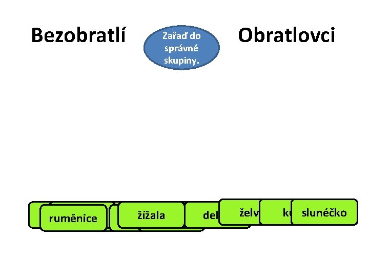 Bezobratlí Zařaď do správné skupiny. Obratlovci rak lišaj kůňslunéčko slonlabuť krokodýl bělásek potápník žížala