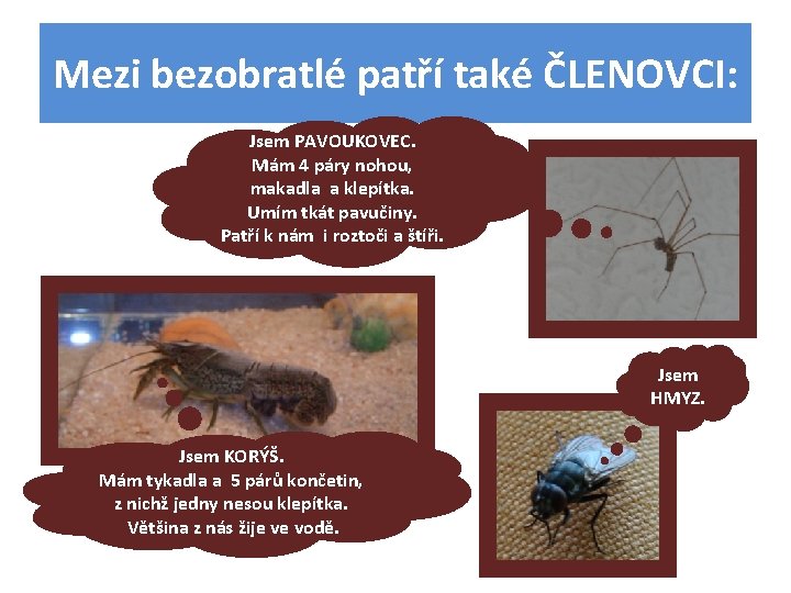 Mezi bezobratlé patří také ČLENOVCI: Jsem PAVOUKOVEC. Mám 4 páry nohou, makadla a klepítka.