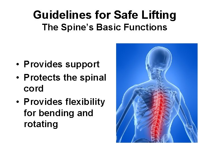 Guidelines for Safe Lifting The Spine’s Basic Functions • Provides support • Protects the