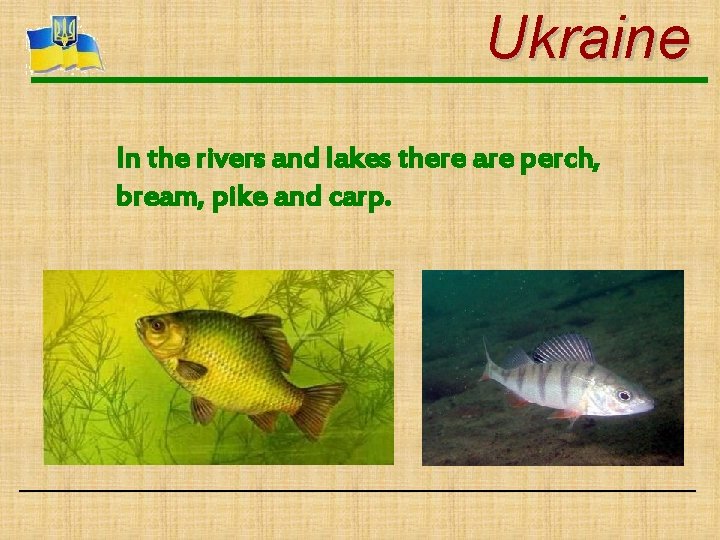 Ukraine In the rivers and lakes there are perch, bream, pike and carp. 