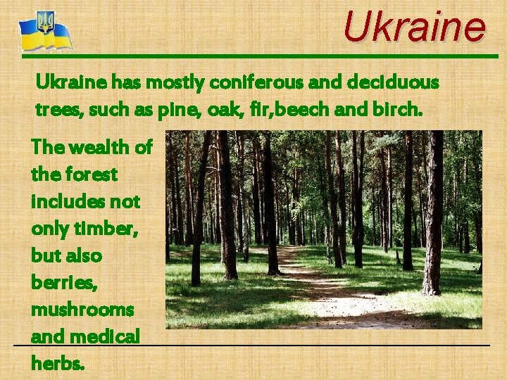 Ukraine has mostly coniferous and deciduous trees, such as pine, oak, fir, beech and