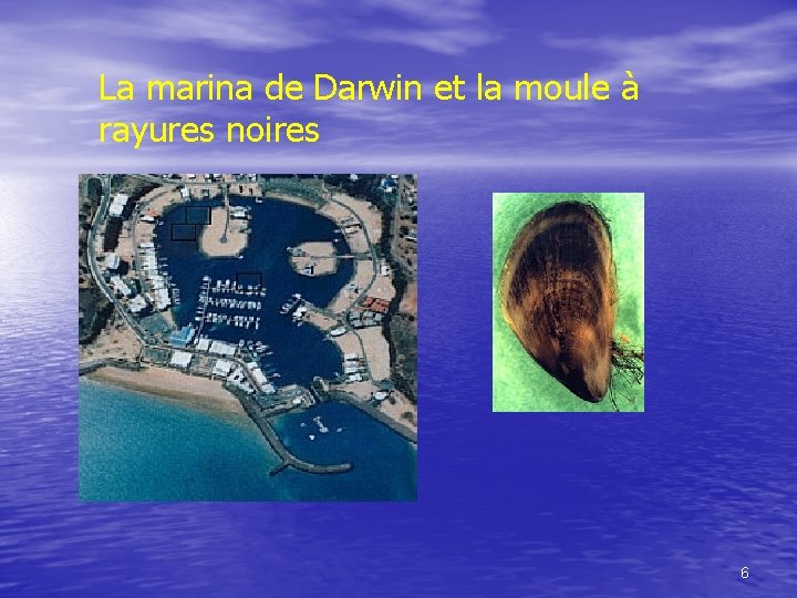 La marina de Darwin et la moule à rayures noires 6 