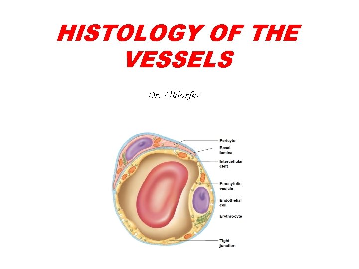 HISTOLOGY OF THE VESSELS Dr. Altdorfer 