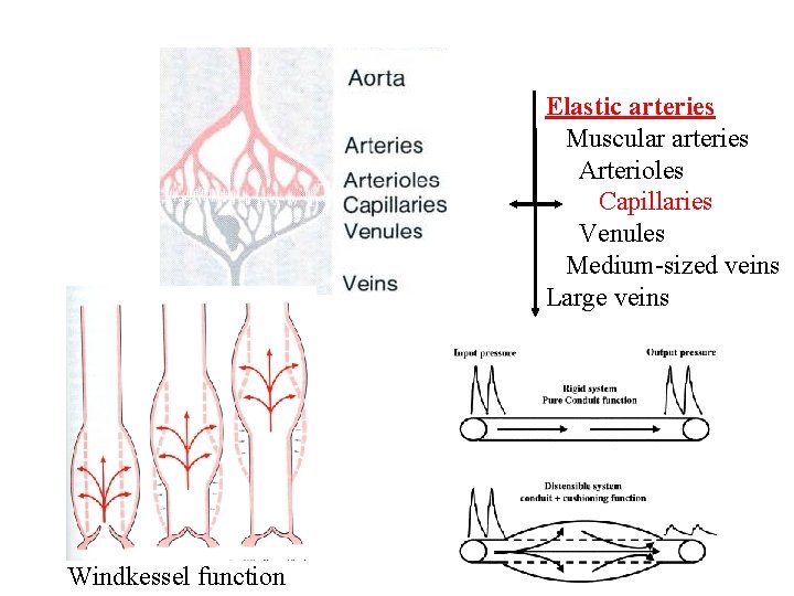 Elastic arteries Muscular arteries Arterioles Capillaries Venules Medium-sized veins Large veins Windkessel function 