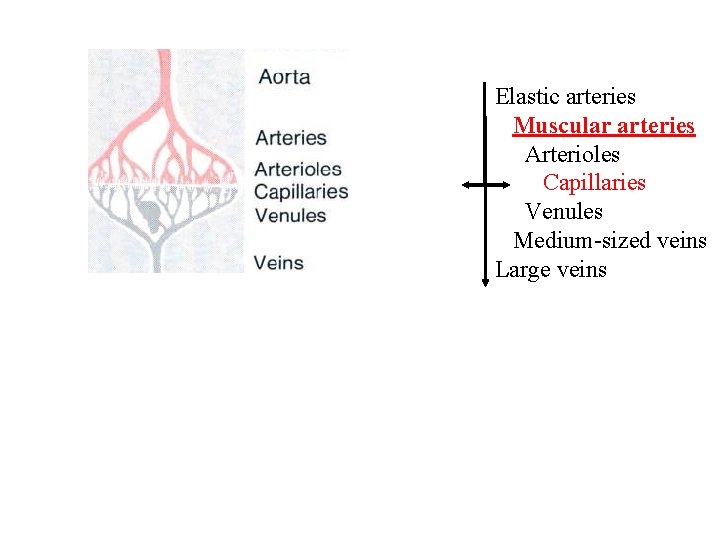 Elastic arteries Muscular arteries Arterioles Capillaries Venules Medium-sized veins Large veins 