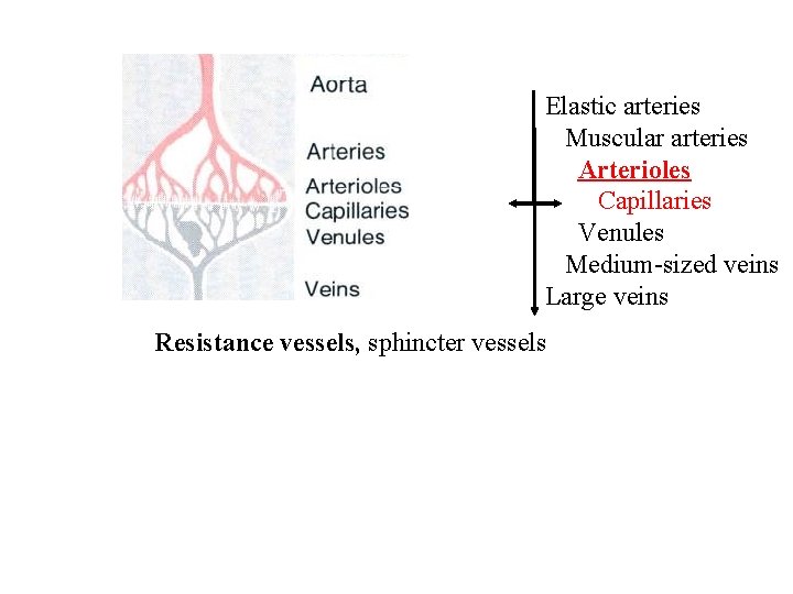 Elastic arteries Muscular arteries Arterioles Capillaries Venules Medium-sized veins Large veins Resistance vessels, sphincter