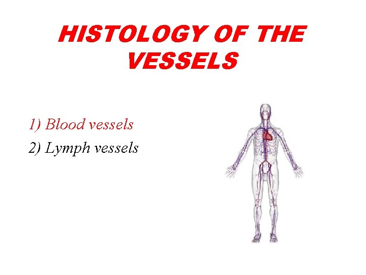 HISTOLOGY OF THE VESSELS 1) Blood vessels 2) Lymph vessels 