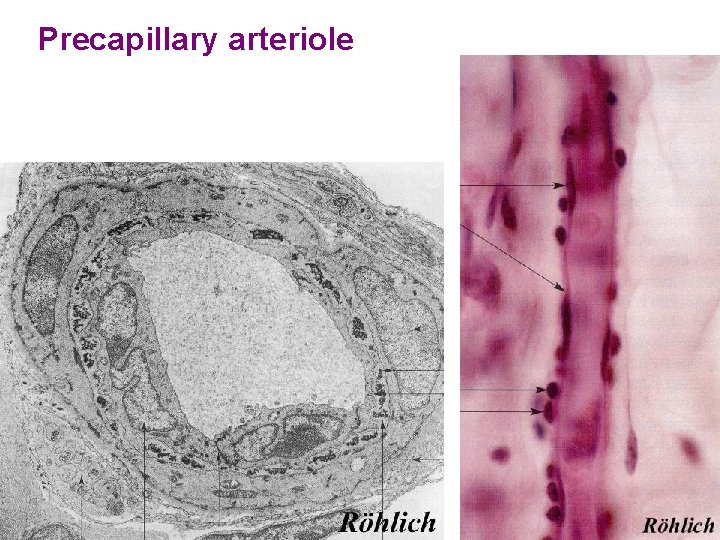 Precapillary arteriole 