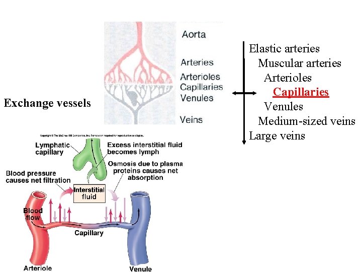 Exchange vessels Elastic arteries Muscular arteries Arterioles Capillaries Venules Medium-sized veins Large veins 