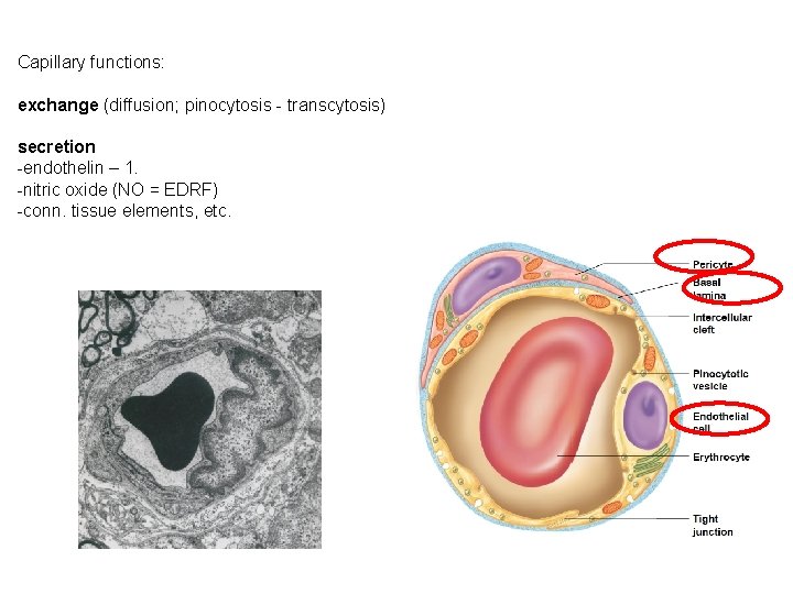 Capillary functions: exchange (diffusion; pinocytosis - transcytosis) secretion -endothelin – 1. -nitric oxide (NO