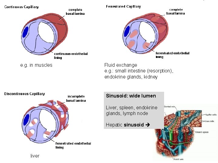 e. g. in muscles Fluid exchange e. g. : small intestine (resorption), endokrine glands,