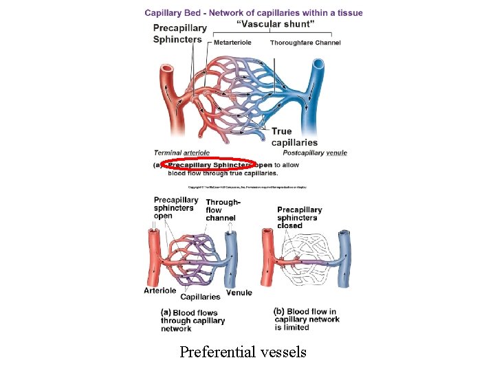 Preferential vessels 