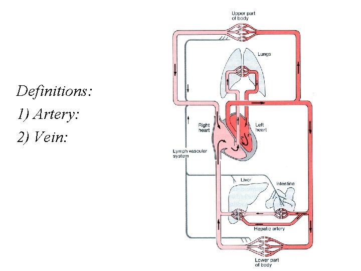 Definitions: 1) Artery: 2) Vein: 